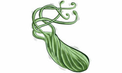 Навигация при лечението на H. pylori: Стратегии за успешна ерадикация