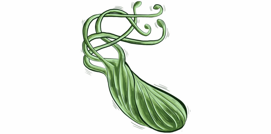 Разбиране на инфекцията с <i>Helicobacter pylori</i>: Причини, симптоми и лечение